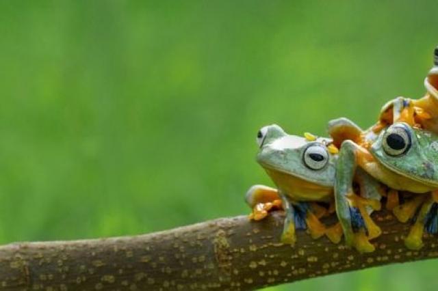 К чему снятся лягушки и жабы: все толкования противоречивого знака